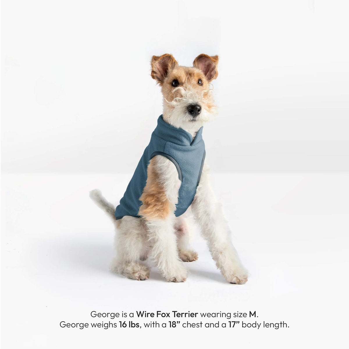 Dog wearing a steel blue fleece vest; text identifies George as a Wire Fox Terrier wearing size M.