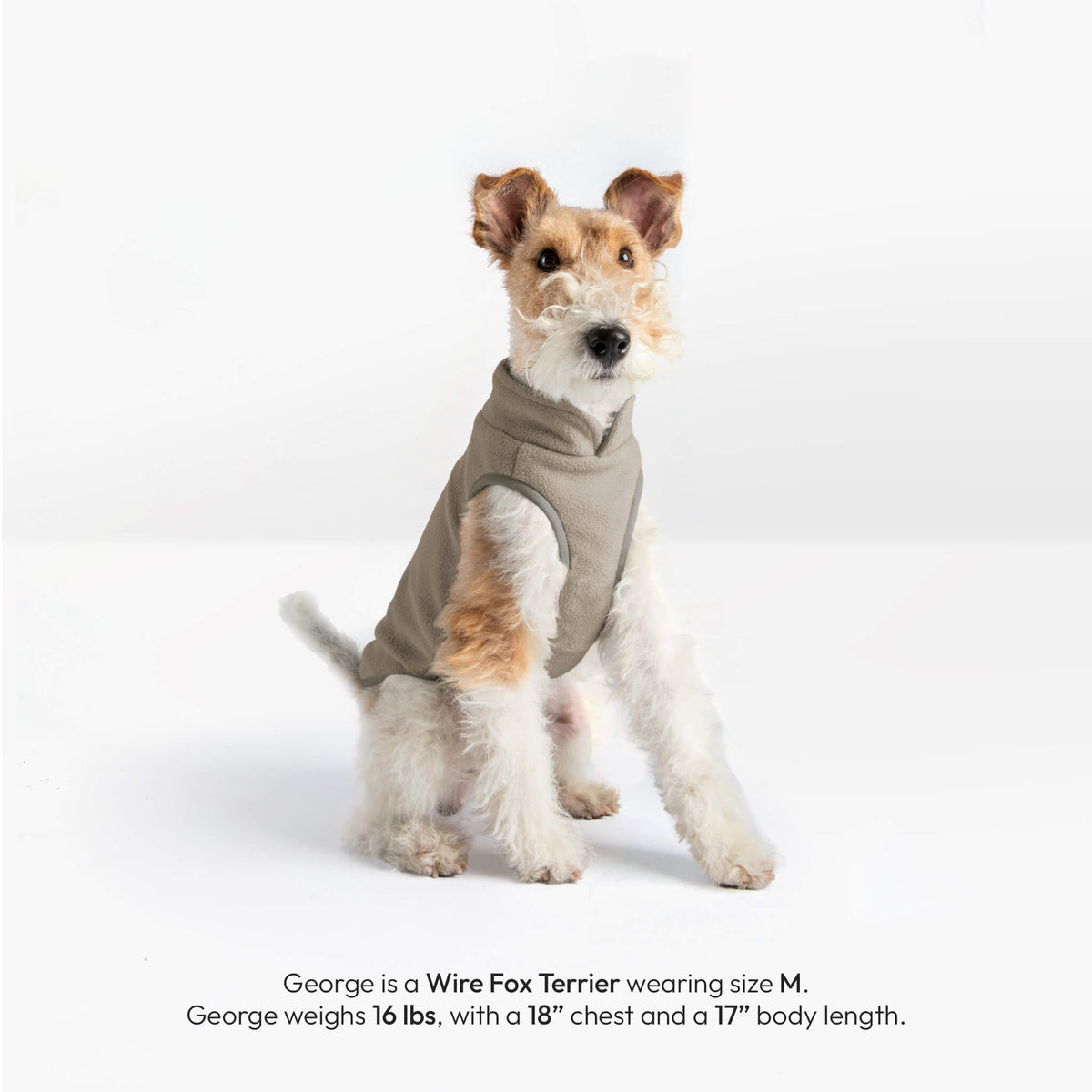 Wire Fox Terrier wearing a warm gray fleece dog vest, with size and measurements printed below