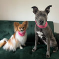 Chloe L. & Lola and Luna