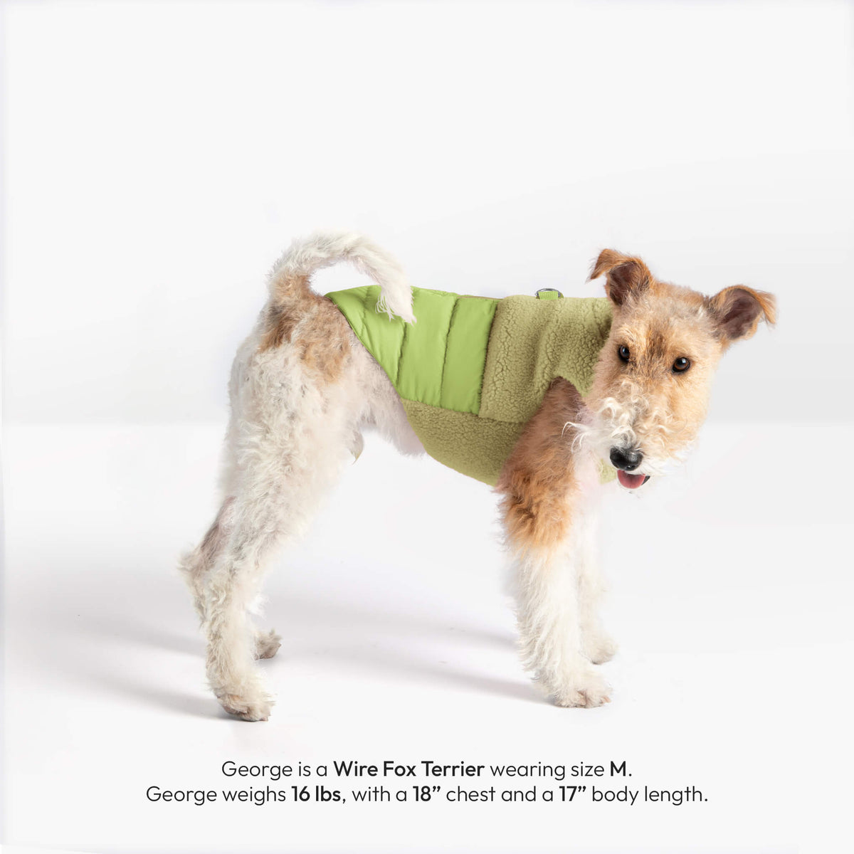 Wire Fox Terrier wearing an avocado Sherpa Puffer Vest; text lists size M and body measurements.