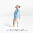 Back view of a small dog wearing a baby blue sherpa puffer vest