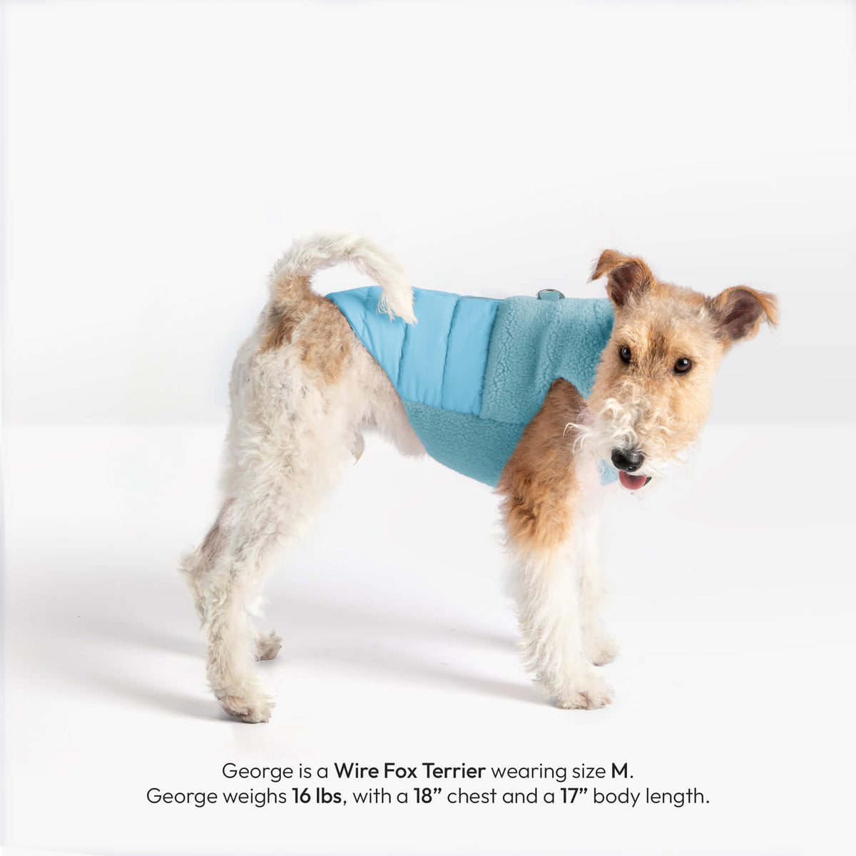 Wire Fox Terrier wearing a baby blue sherpa puffer vest, shown from the side