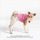 Wire Fox Terrier wearing a baby pink puffer vest; text gives the dog's size and measurements.