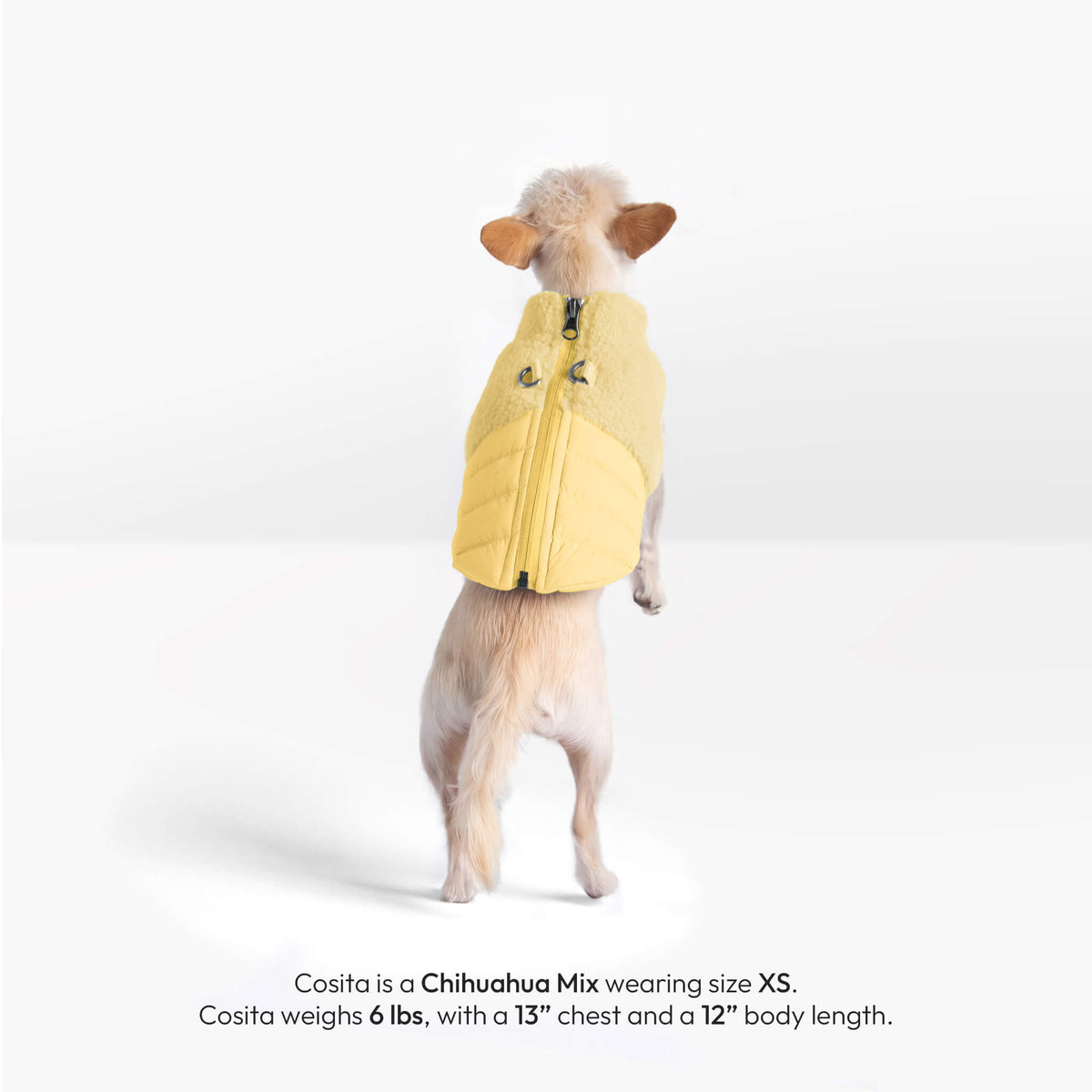 Back view of a Chihuahua mix wearing a butter yellow sherpa puffer vest; text identifies Cosita, 6 lb, size XS.
