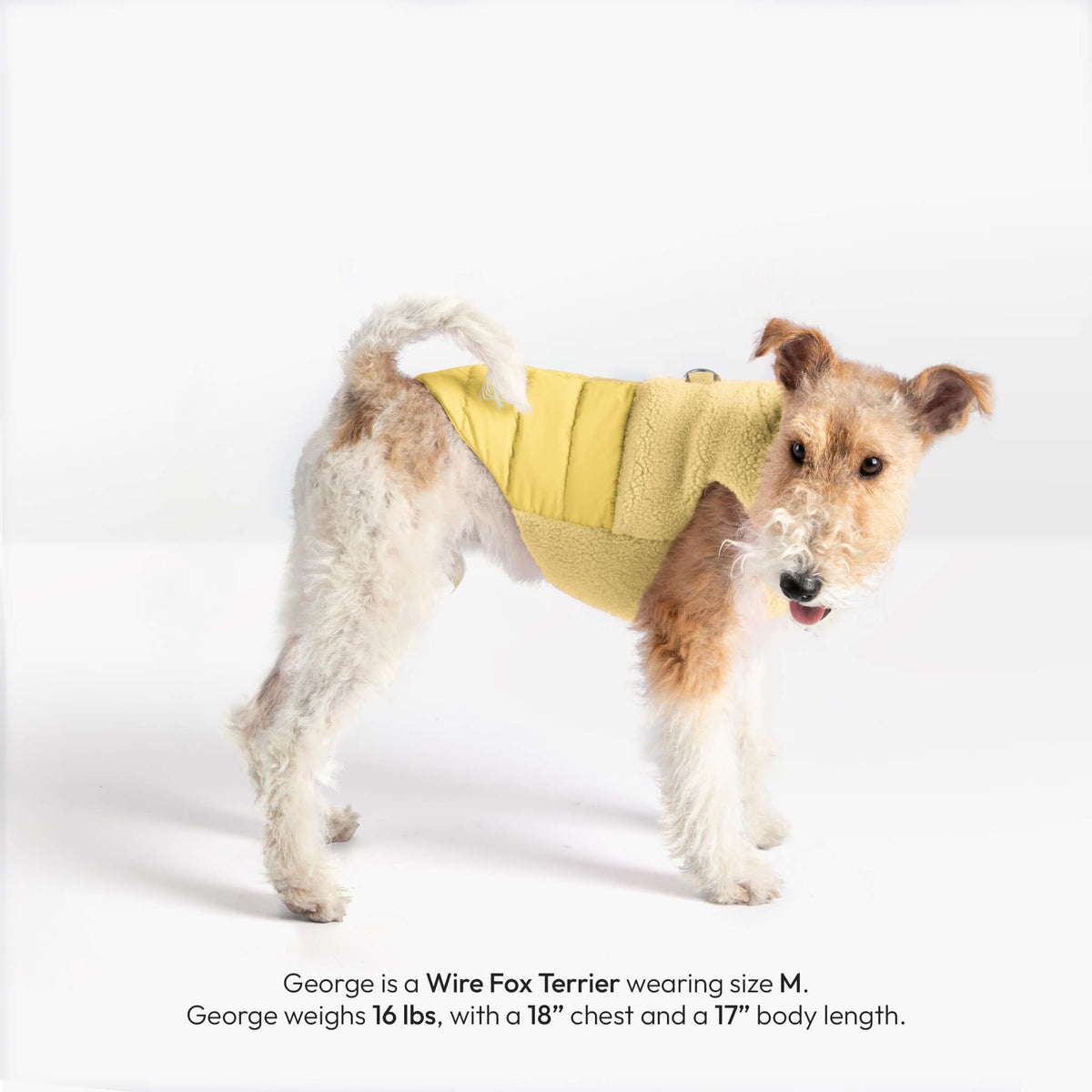 Wire Fox Terrier wearing a butter yellow sherpa puffer vest; text identifies George, size M, 16 lb, 18-inch chest.