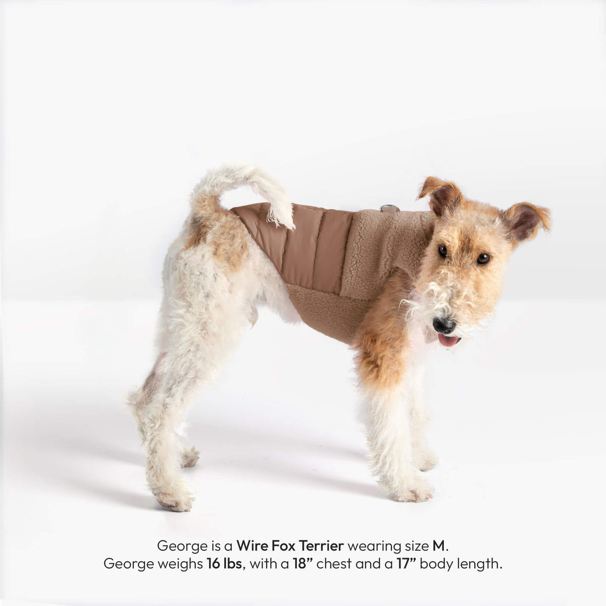 Wire Fox Terrier wearing a mocha Sherpa Puffer Vest, with sizing details for George printed below