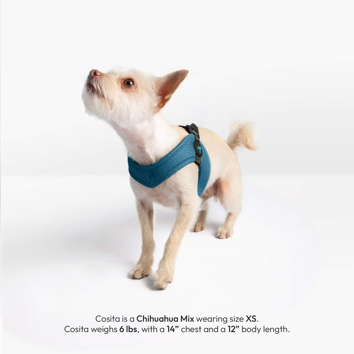 Chihuahua mix wearing a solid blue step-in harness; text notes Cosita is a Chihuahua mix wearing size XS.