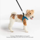 Wire Fox Terrier wearing a solid blue step-in harness and matching leash; size and fit details are printed below.