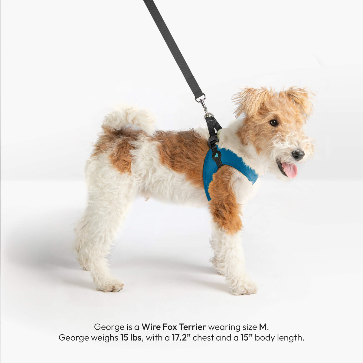Wire Fox Terrier wearing a solid blue step-in harness and matching leash; size and fit details are printed below.
