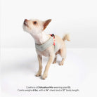 Chihuahua mix wearing a Solid Cream step-in harness, size XS; fits 6 lb dogs with a 14-inch chest and 12-inch body.