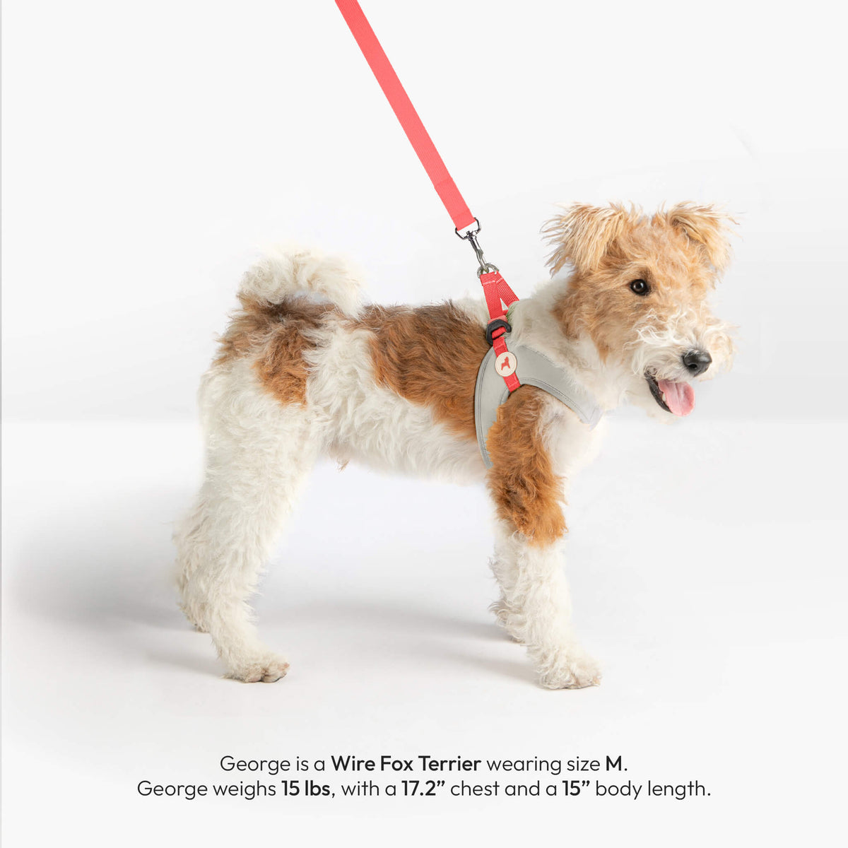 Wire Fox Terrier wearing a solid cream step-in harness and matching leash in a side view