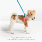 Wire Fox Terrier wearing a pink step-in harness and blue leash; text identifies the dog as George, size M.