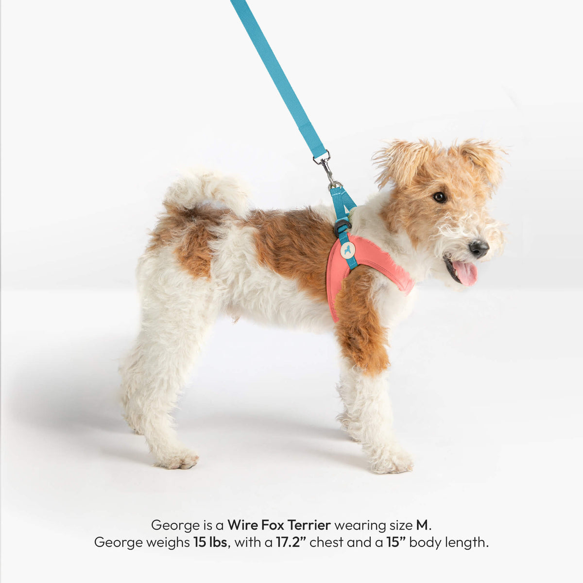 Wire Fox Terrier wearing a pink step-in harness and blue leash; text identifies the dog as George, size M.