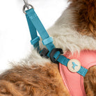 Close-up of a dog wearing a solid pink step-in harness with a blue leash