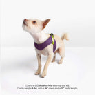 Small Chihuahua wearing a solid purple step-in harness; sizing note says XS fits dogs up to 6 lb.