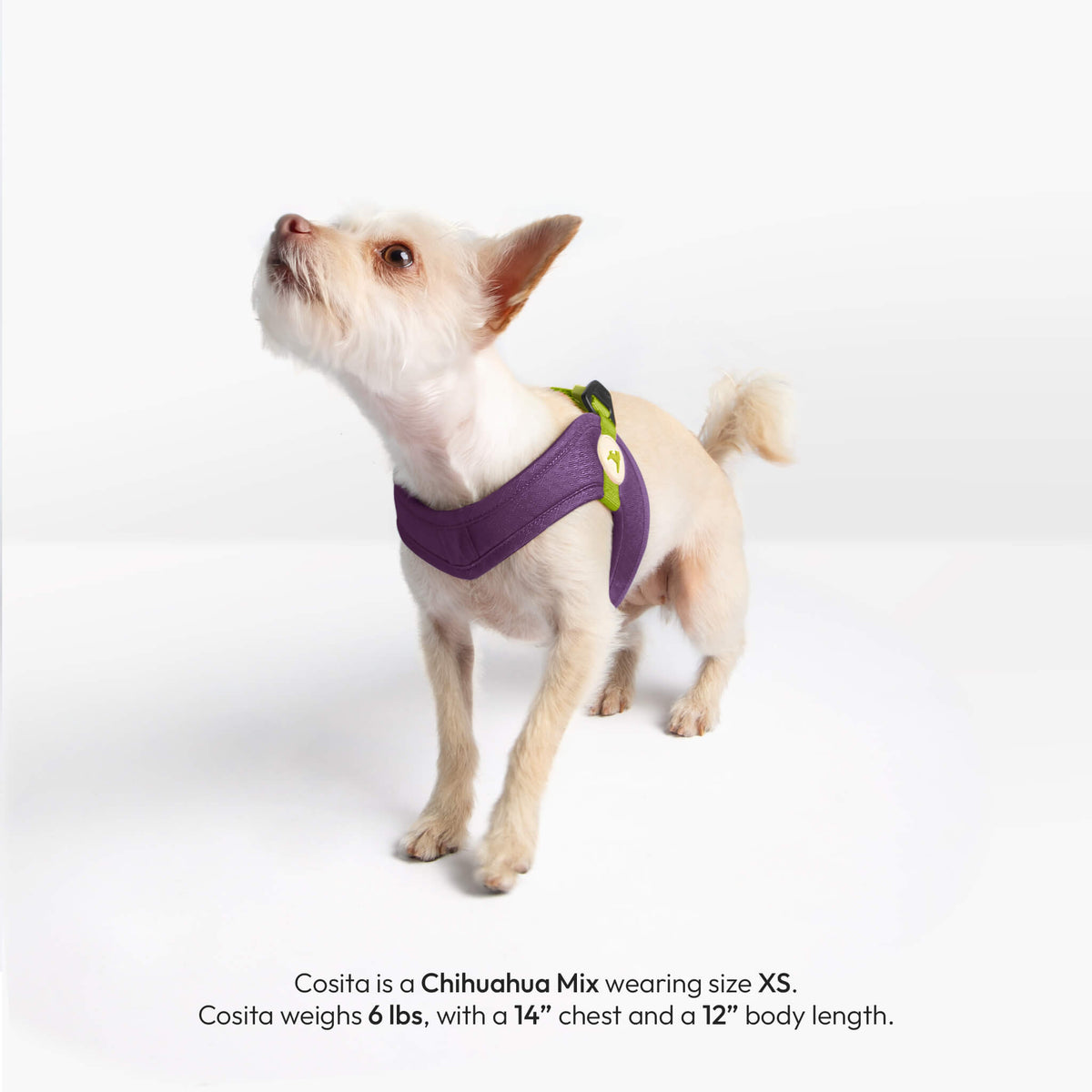 Small Chihuahua wearing a solid purple step-in harness; sizing note says XS fits dogs up to 6 lb.