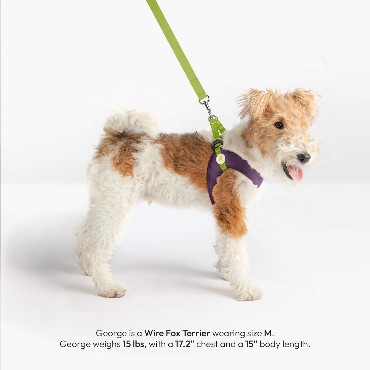 Wire Fox Terrier wearing a solid purple step-in harness and green leash; George weighs 15 lb.