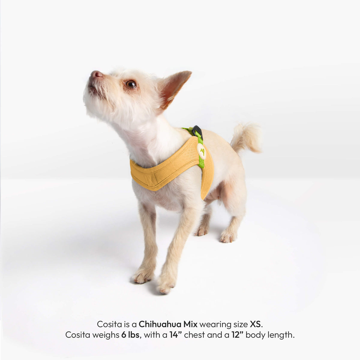 Chihuahua wearing a solid yellow step-in harness; text gives sizing details for the dog.