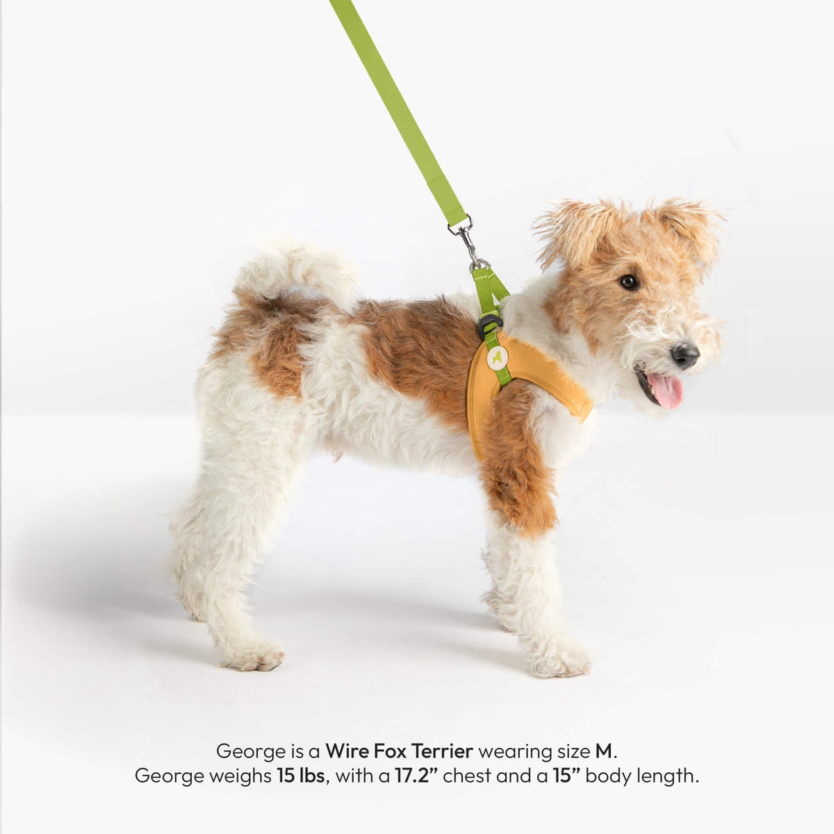 Wire Fox Terrier wearing a solid yellow step-in harness and matching leash
