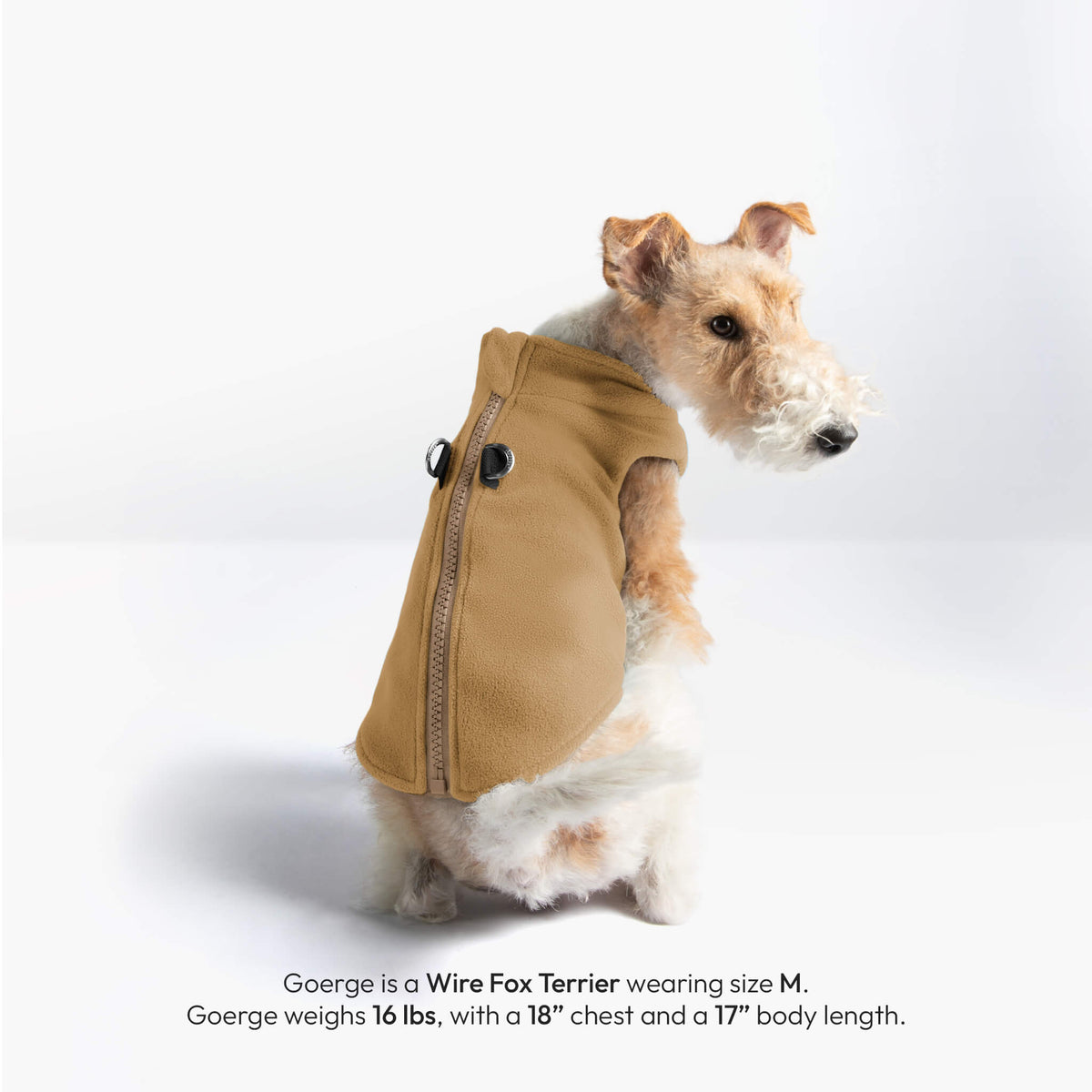 Wire Fox Terrier wearing a beige zip-up fleece vest; text notes a 16 lb dog with an 18-inch chest.