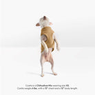 Small Chihuahua mix wearing a beige zip-up fleece vest, shown from behind.