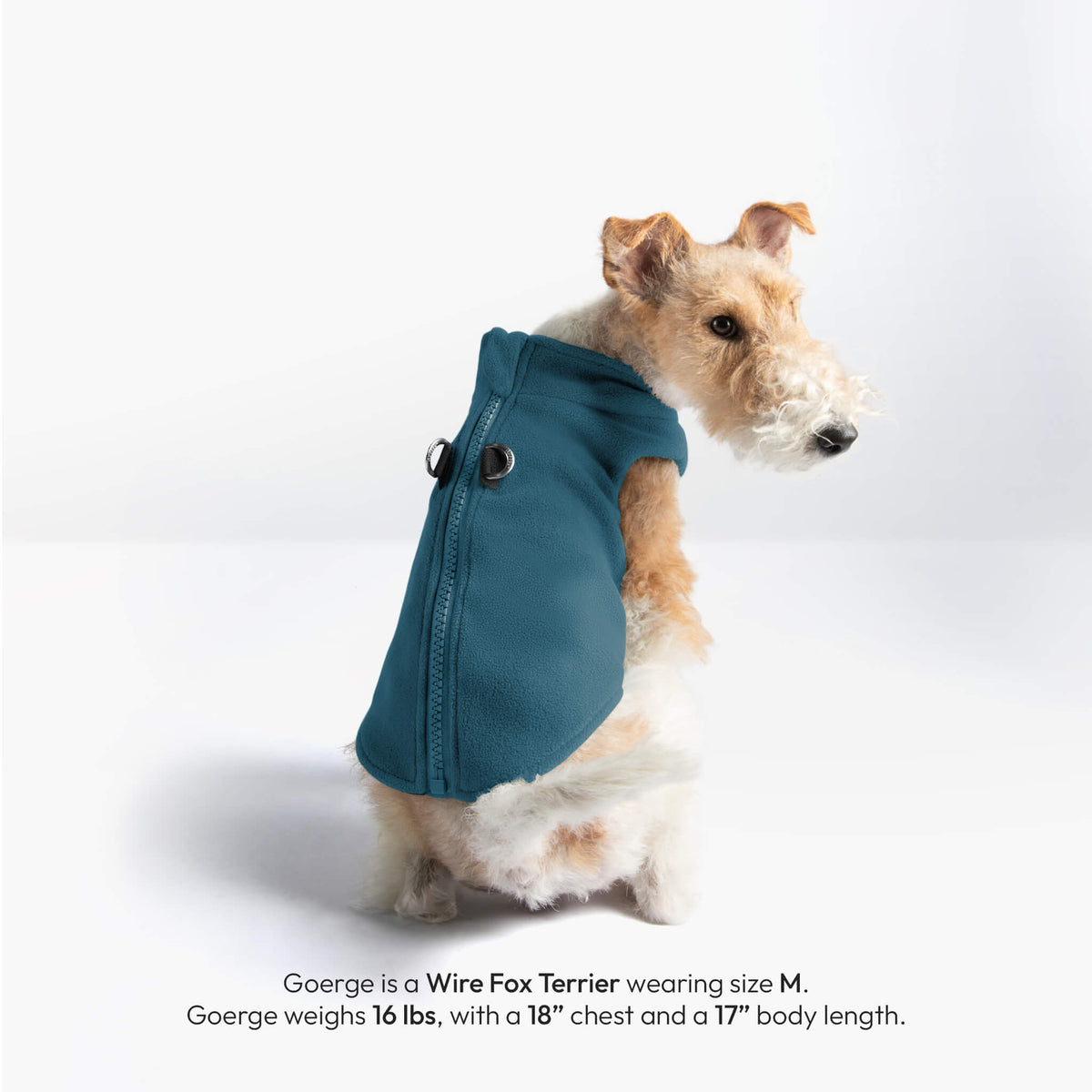 Wire Fox Terrier wearing a blue zip-up fleece vest, shown from the side and back
