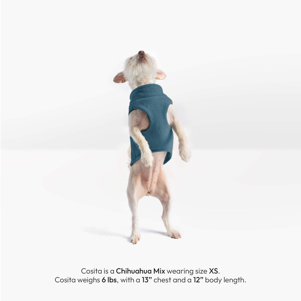 Small dog wearing a blue fleece vest, shown from the back; text gives size XS measurements.