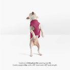 Small dog wearing a magenta zip-up fleece vest, shown from the back; Cosita wears size XS.