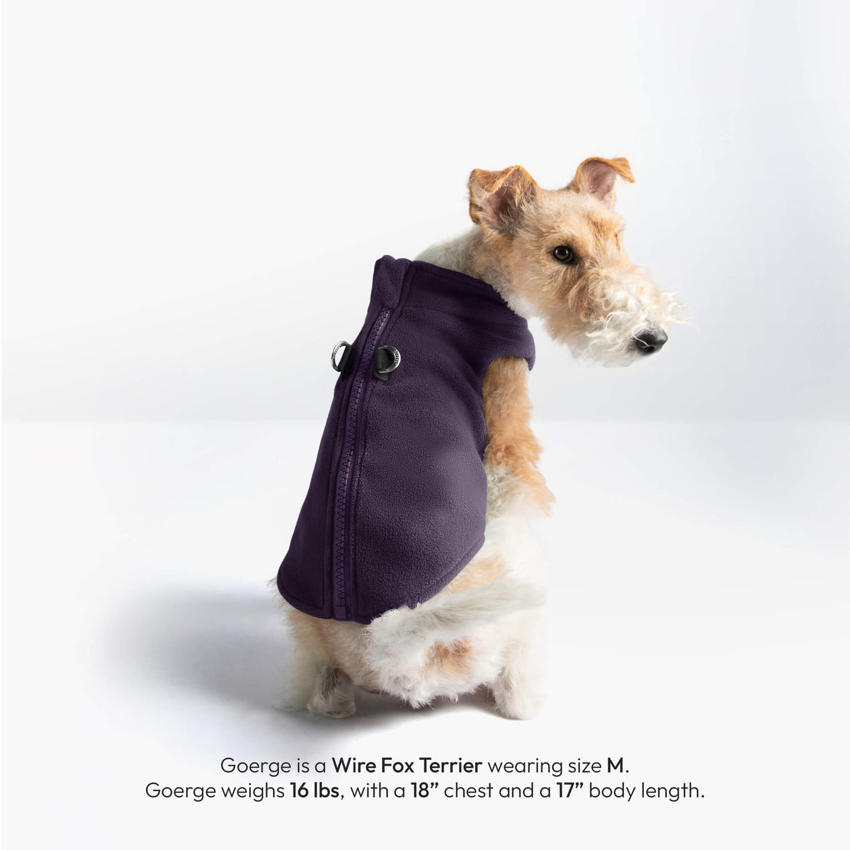 Wire Fox Terrier wearing a purple Zip Up Fleece Vest 2, with fit details shown below.