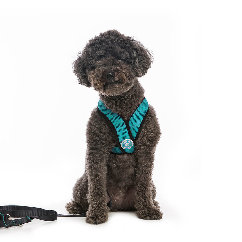 Luxury Dog Collar Leash Set Harness Designer Small and Medium-Sized Dog Pet  Collar Pug Chihuahua Adjustable Dog Collar Set Strong Protection Safe pet